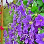 build a garden trellis steps