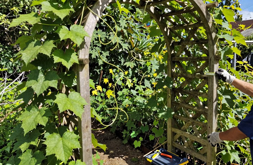 climbing crops for arched trellises